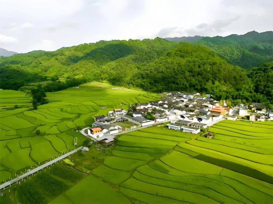 田间采收